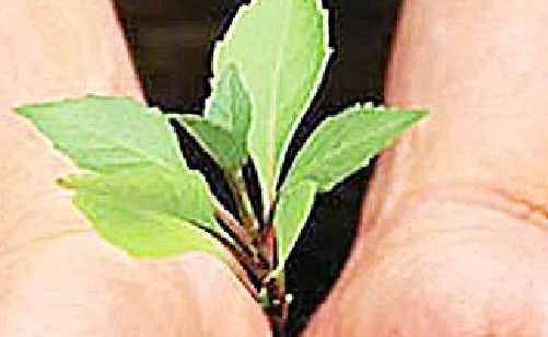 Who will plant? Who will plant?